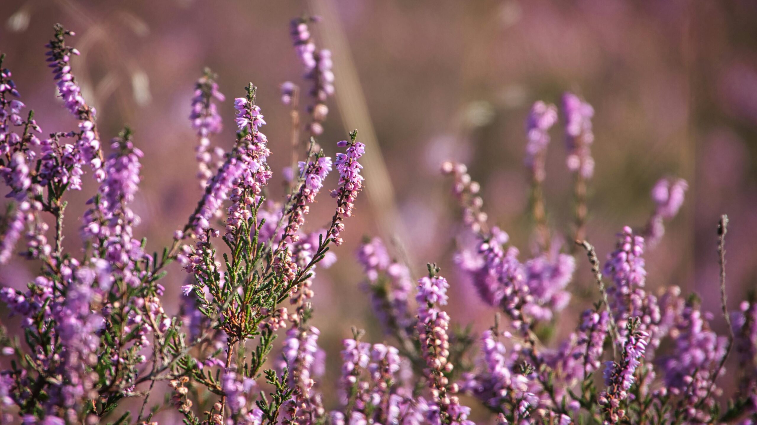 heide augustus zomervakantie nunspeet