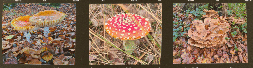 paddenstoelen in de herfst in Nunspeet Hoegen Fietsverhuur